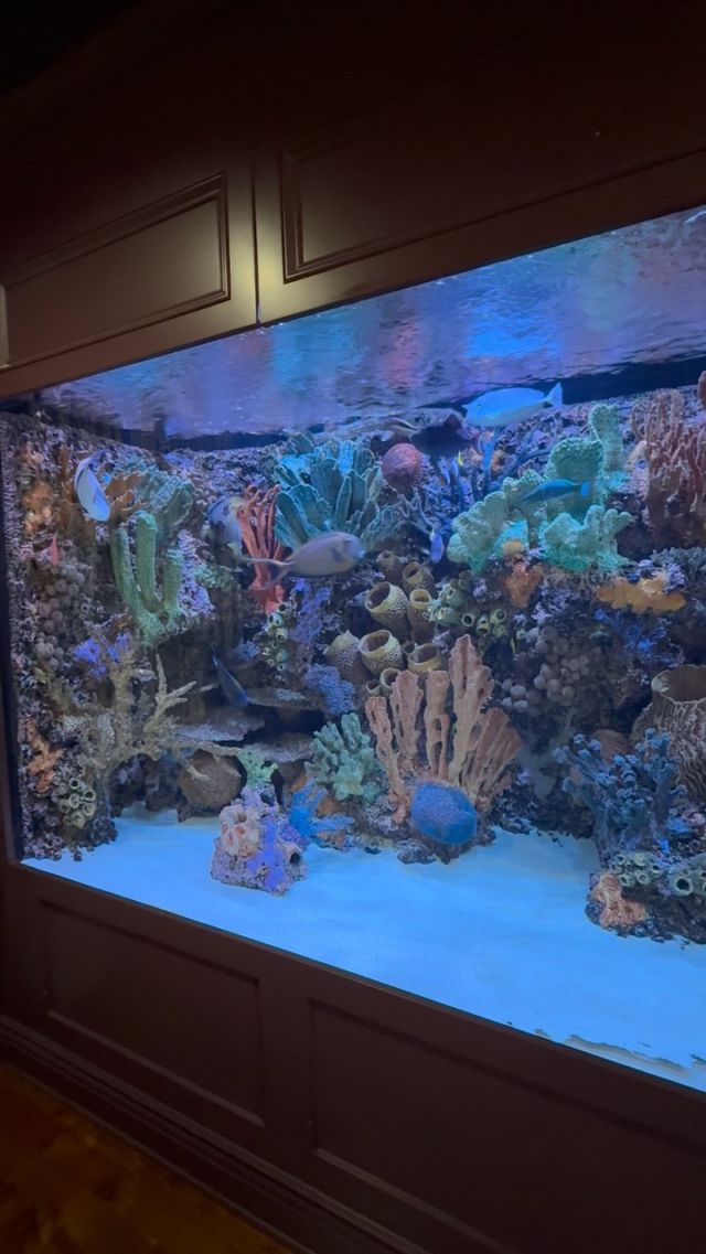 Aquarium for Maintaining Saltwater Fish Species: Ultimate Care Guide